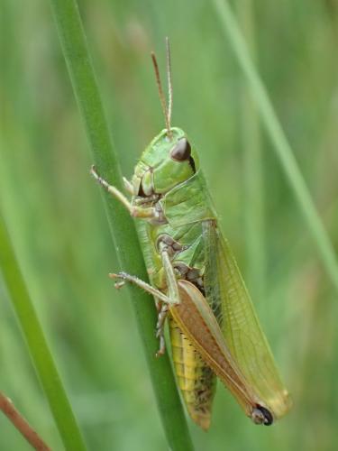 Pseudochorthippus sp.